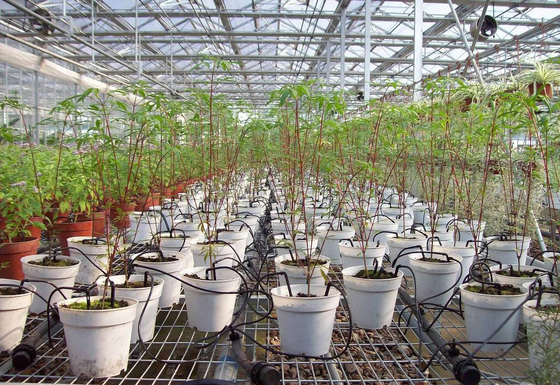 Ingeniería de accesorios de goteo de plástico para riego de plantas domésticas portátiles personalizables