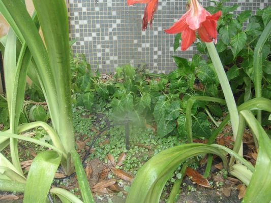 Sprinkler de rango ajustable para microirrigación de cultivos en macetas Durable y durable