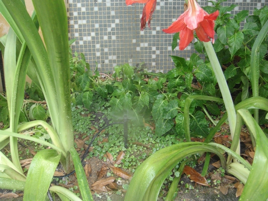 Micro rociador de rango ajustable de estilo normal para trasplante de cultivos en macetas en el jardín