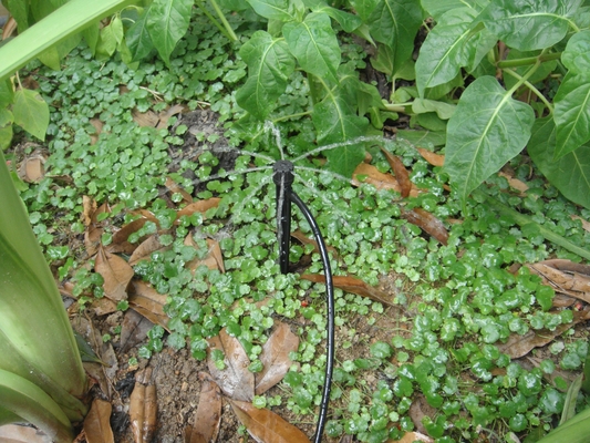Aspergador de enlace inserto de rayos/centrífugas para el riego agrícola constante en el jardín