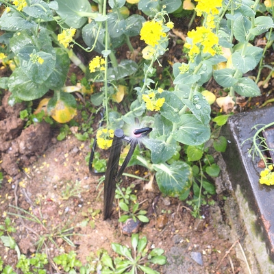 G Tipo 360 Agricultura y silvicultura Sprinkler de jardín para el riego Conexión rápida