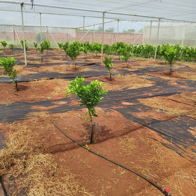 Conectar rápidamente el rociador giratorio de riego tipo G para riego agrícola a 360 grados