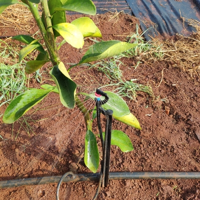 Riego por microarrogante de agua agrícola de 360 grados estilo normal